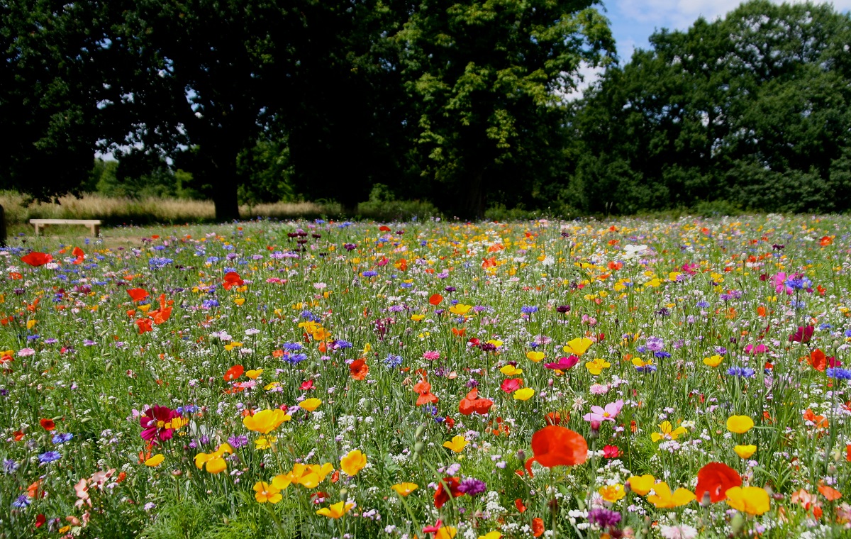 Indian Flower Meadow vloerkleed Brokking vloerkledenspecialist.ont.stuurlui.dev IJsselstein