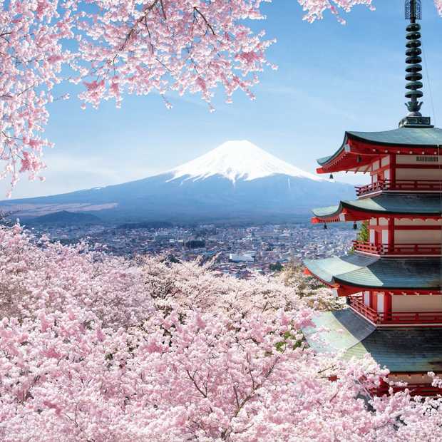 Pearl Cherry Blossom vloerkleed